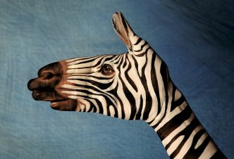 Zebra on blu - Ph. Guido Daniele
